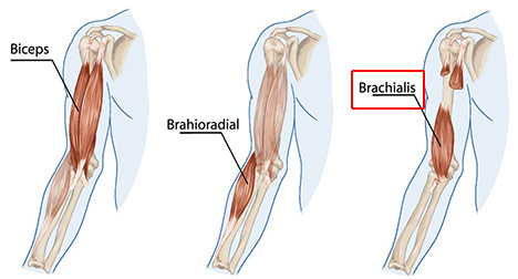 a diagram showing where the brachialis muscle is on your arm 