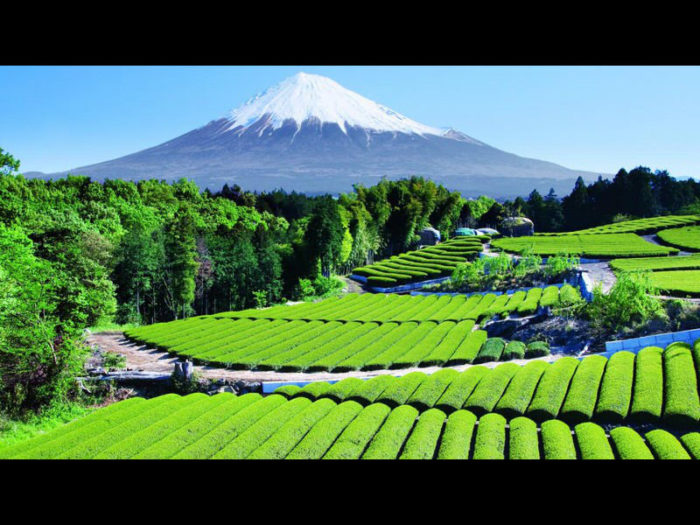matcha green tea farm in Japan